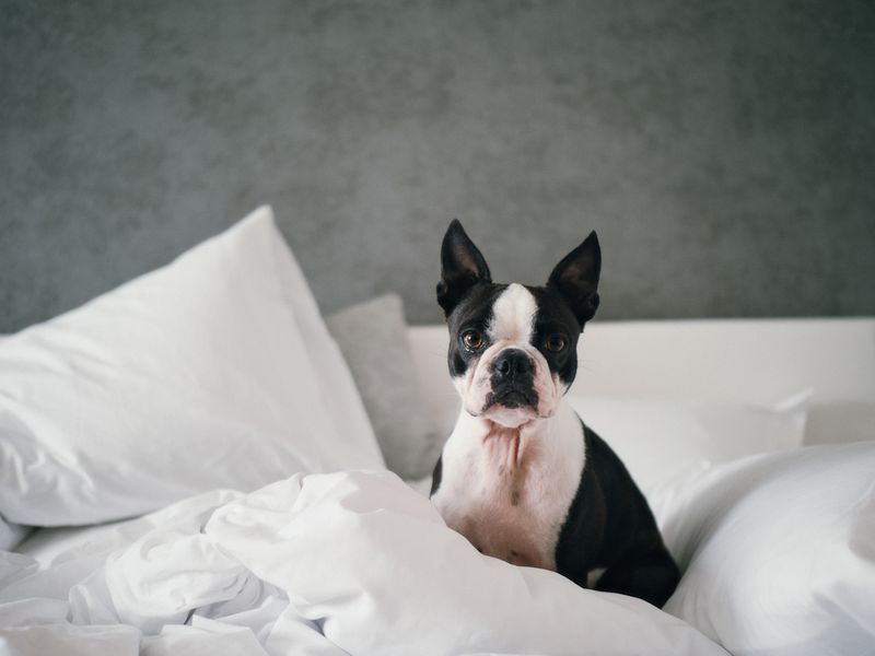 Boston Terrier