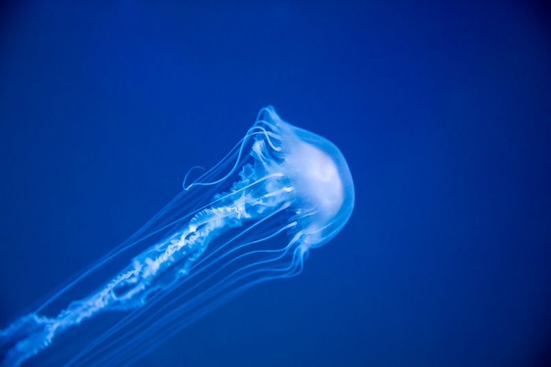 Box Jellyfish