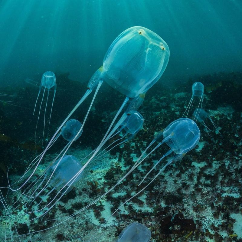 Box Jellyfish