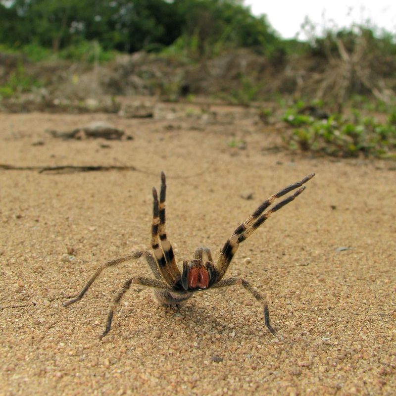 Brazilian Wandering Spider