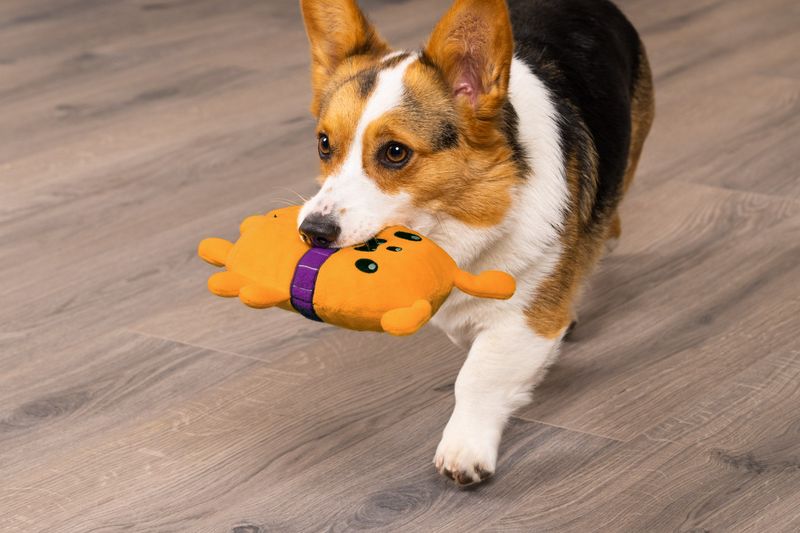 Bringing You Their Favorite Toy