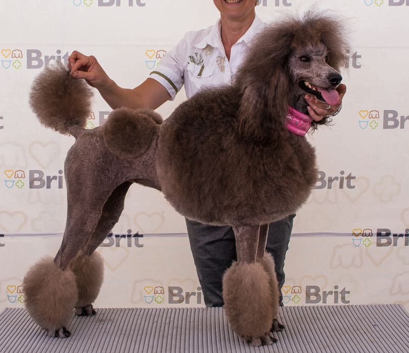 Brown Poodle