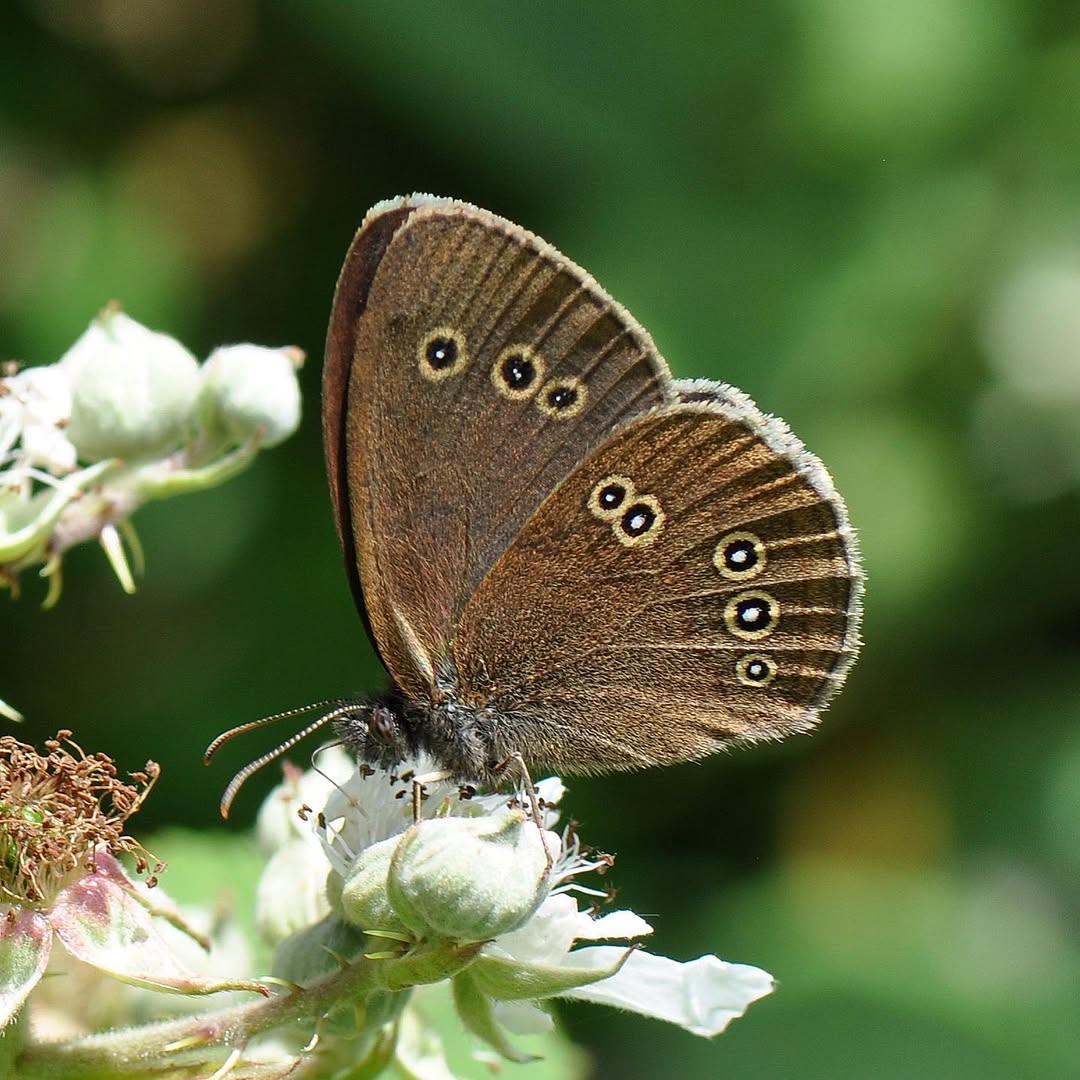 10 Beautiful Butterfly Colors and Their Hidden Meanings Explained