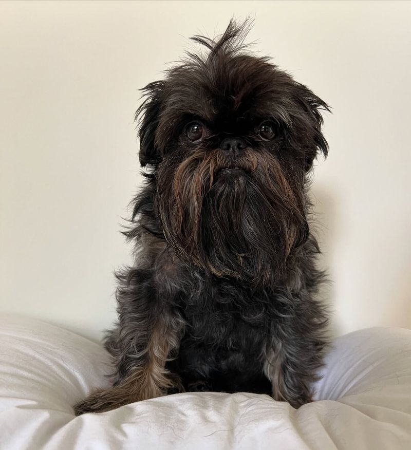 Brussels Griffon