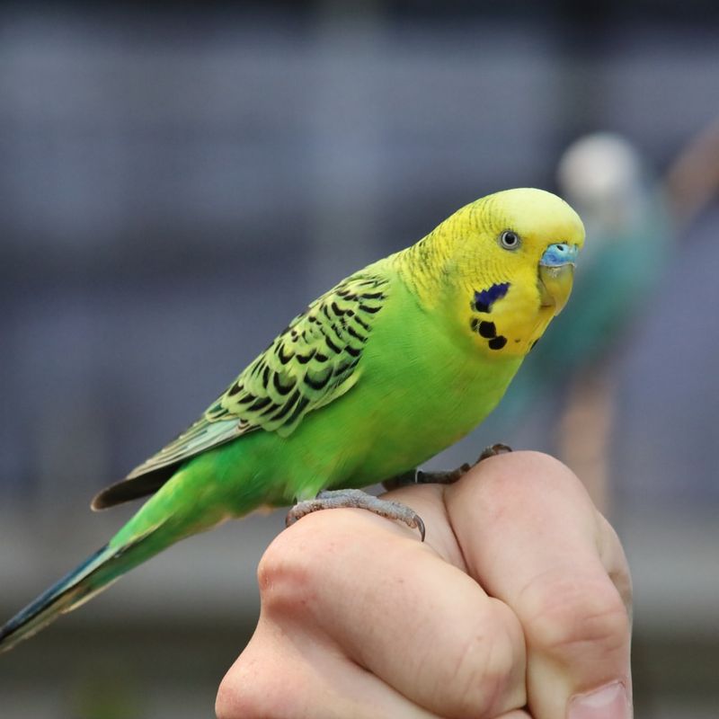 Budgerigar (Budgie)