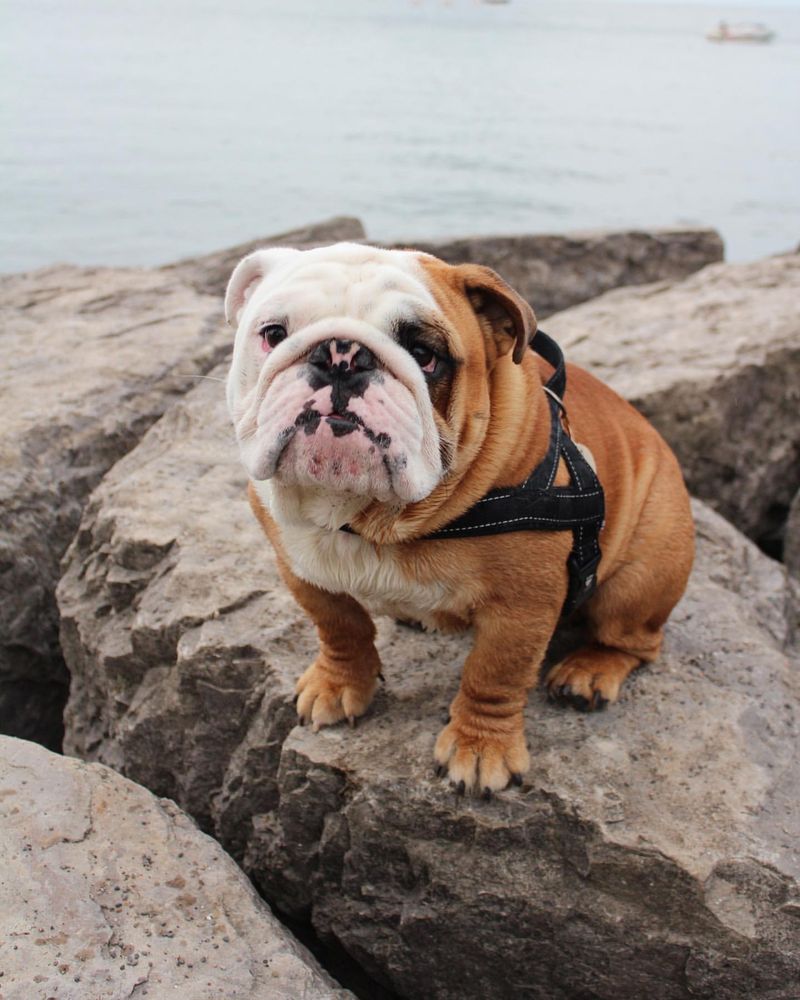 Bulldog