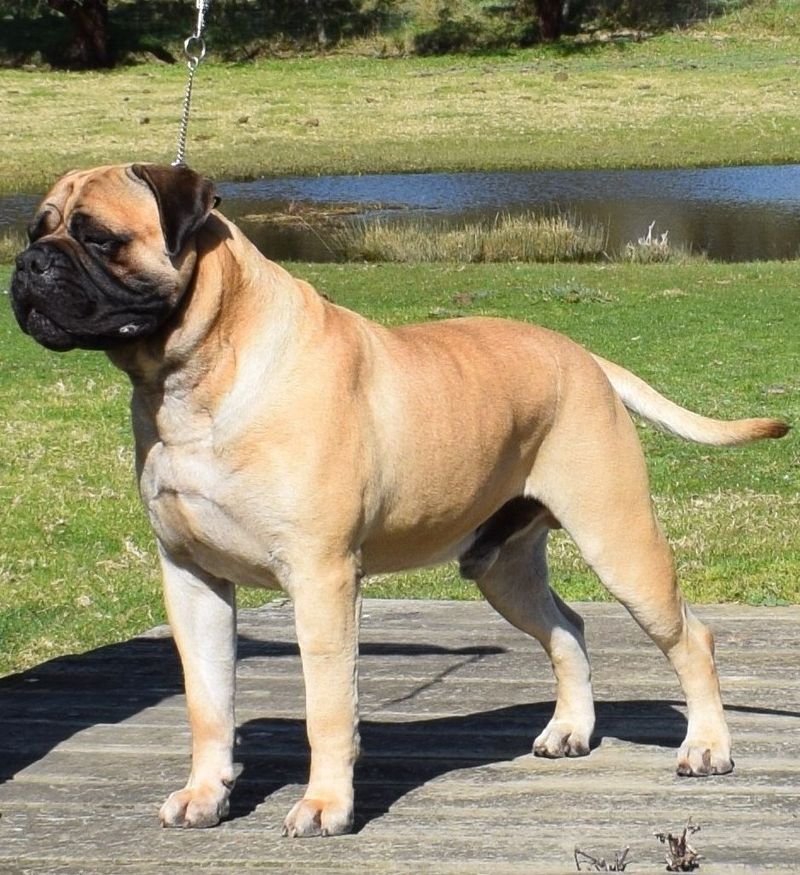 Bullmastiff