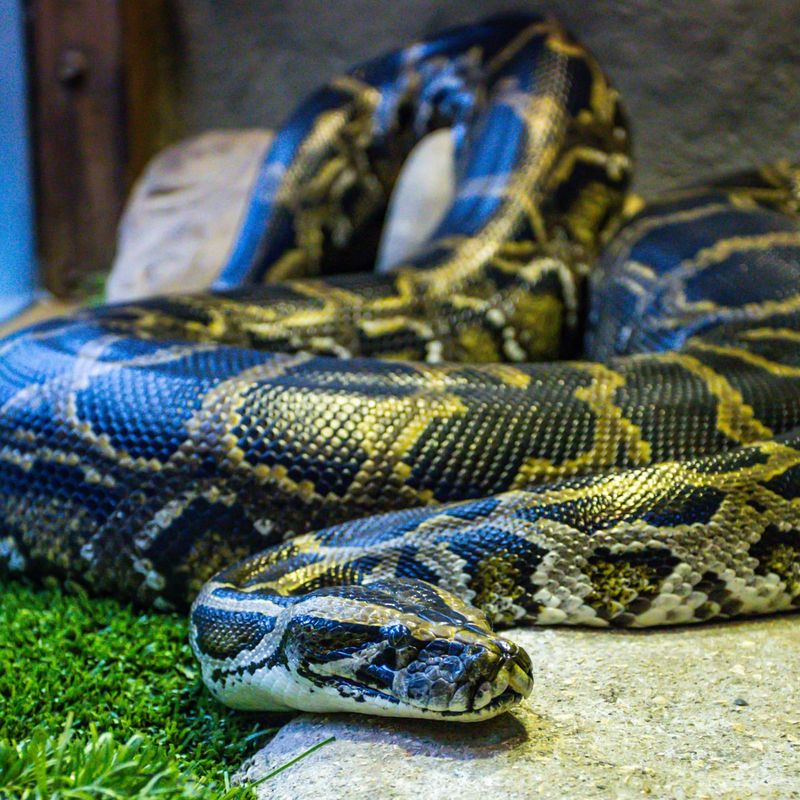 Burmese Python