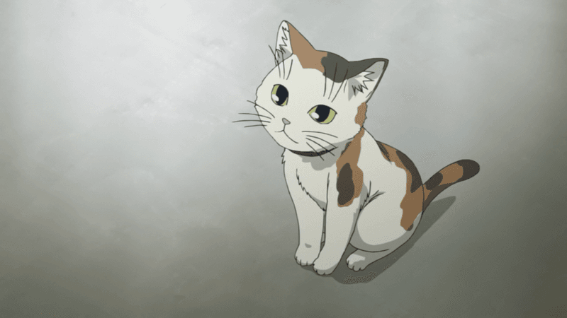 Calico Cats in Media