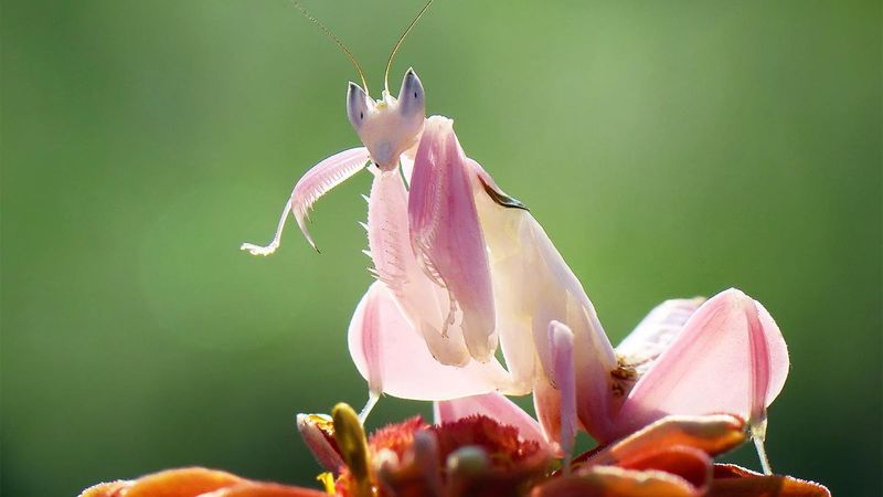 Can You See Them? These 17 Animals That Use Camouflage are True Masters of Disguise