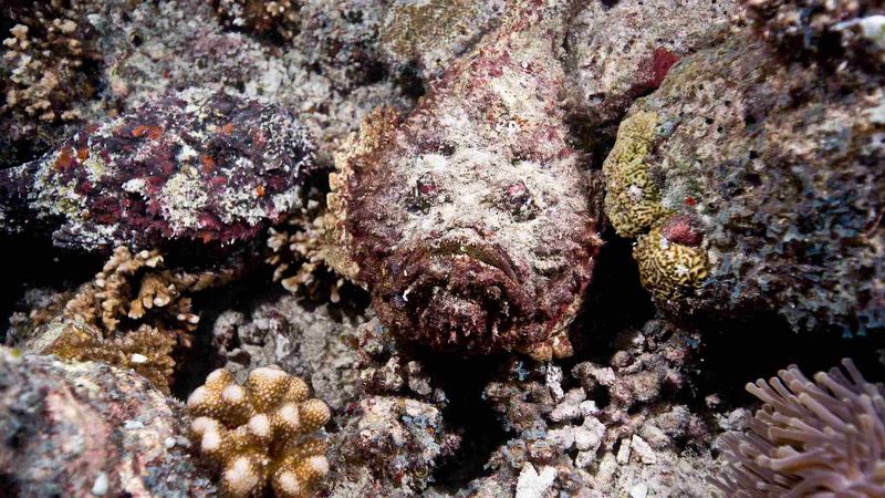 Can You See Them? These 17 Animals That Use Camouflage are True Masters of Disguise