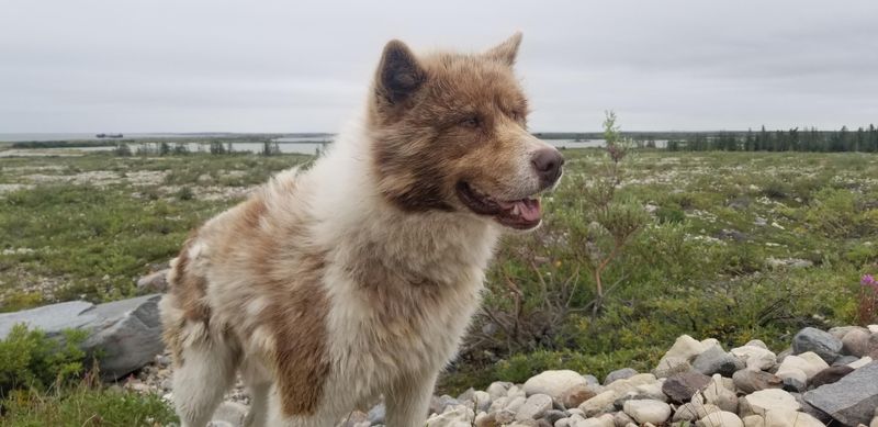 Canadian Eskimo Dog