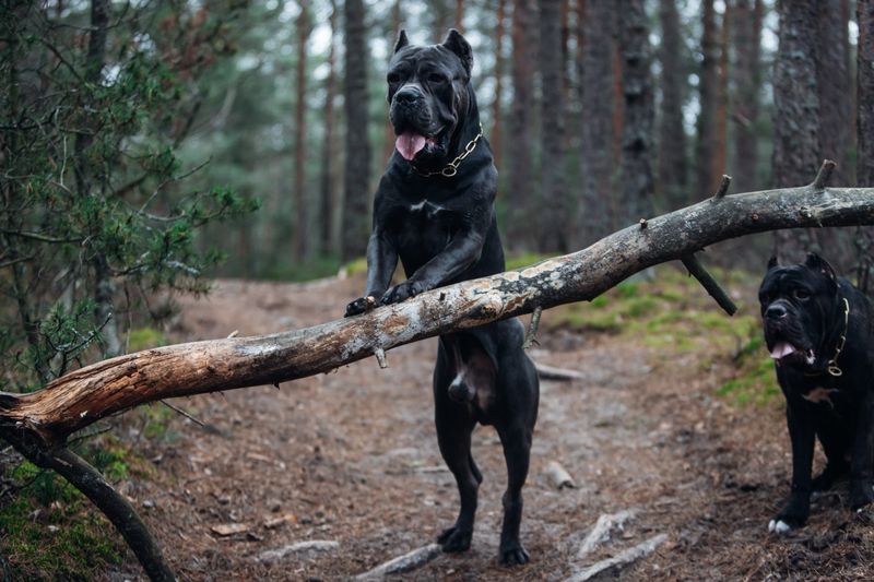 Cane Corso