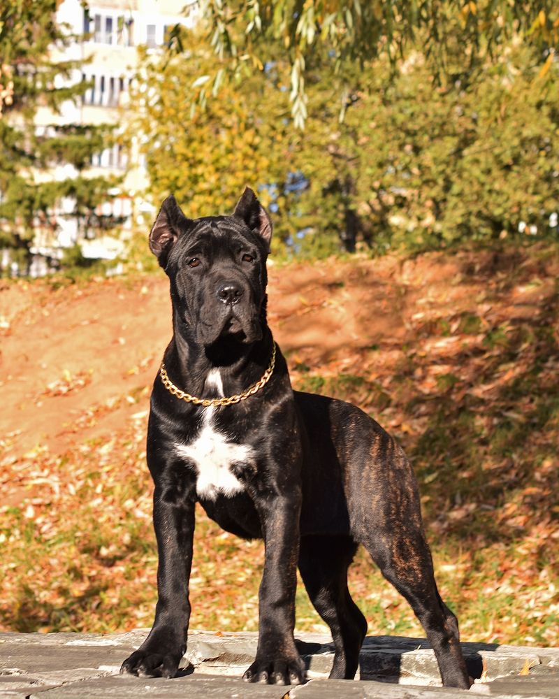 Cane Corso