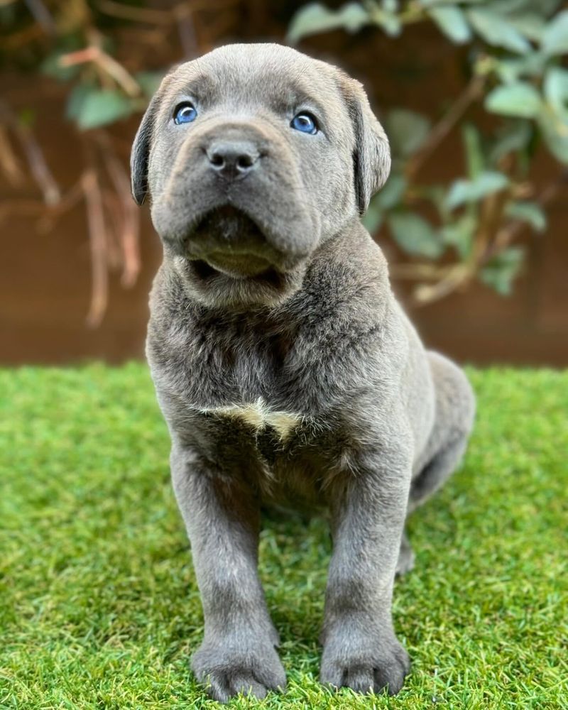 Cane Corso