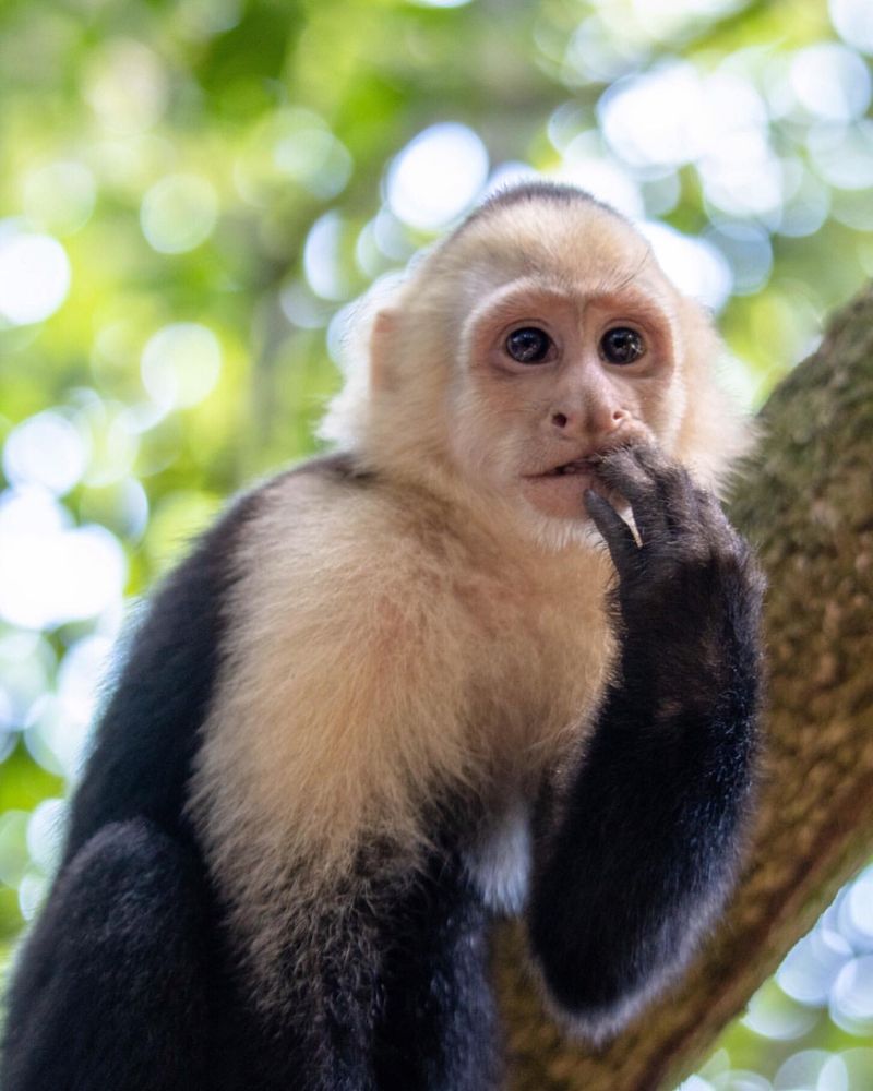 Capuchin Monkey