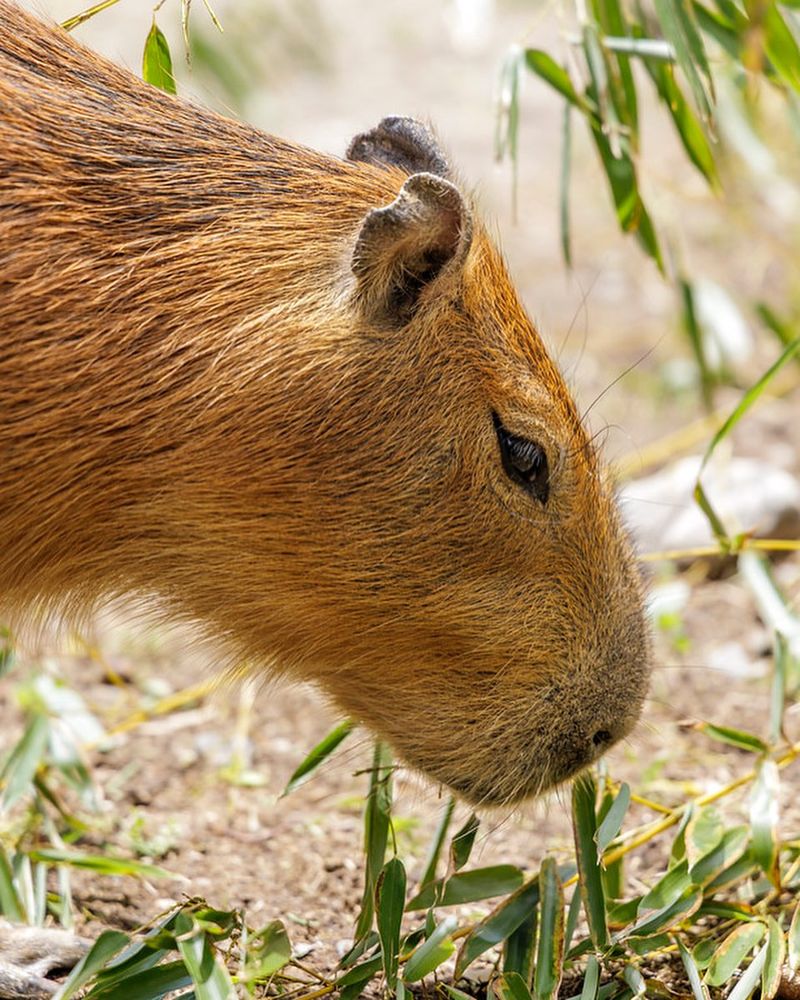 Capybara