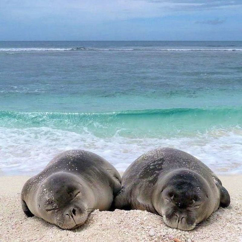 Caribbean Monk Seal