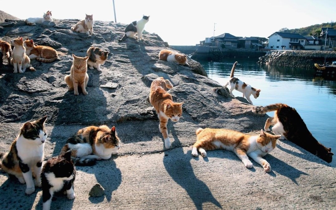 The Ultimate Guide to Cat-Friendly Destinations