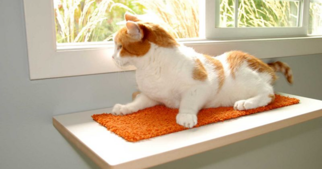 Cat-Proof Your Home In Style With These 5 Brilliant Hacks