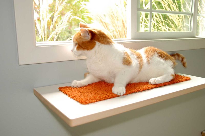 Cat-Proof Your Home In Style With These 5 Brilliant Hacks