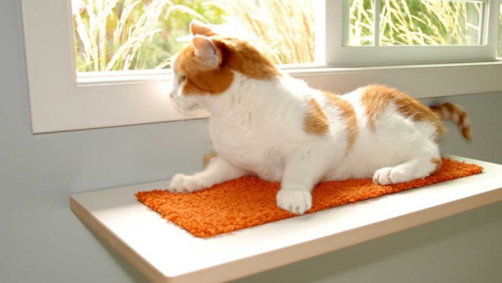 Cat-Proof Your Home In Style With These 5 Brilliant Hacks