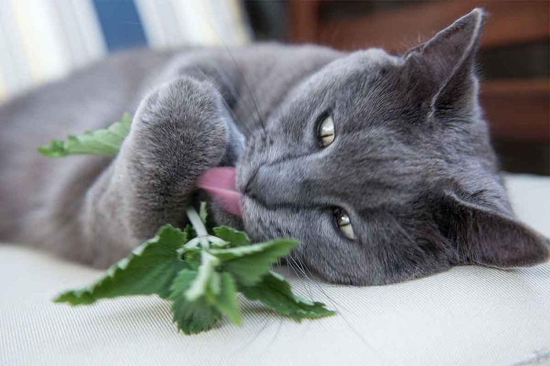 Catnip