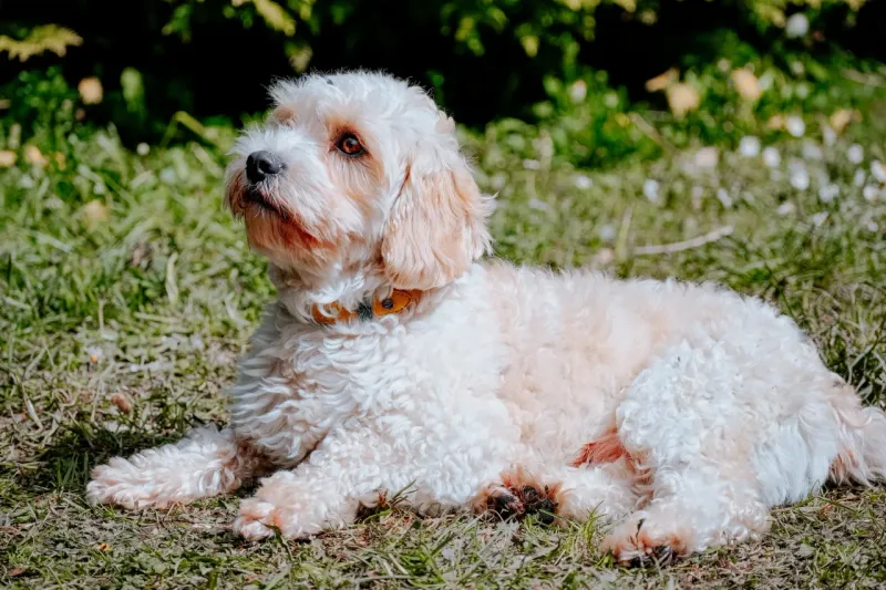 Cavachon