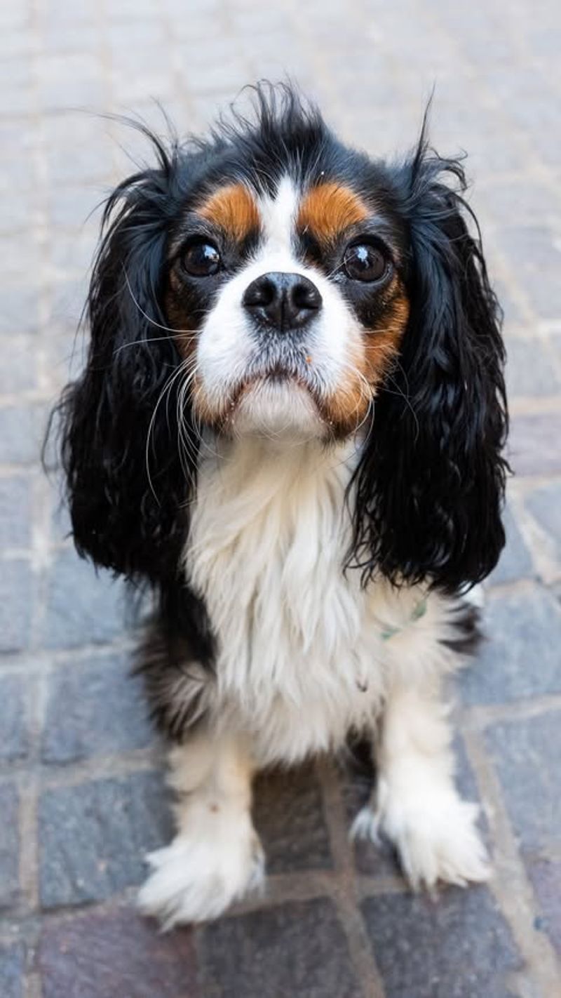 Cavalier King Charles Spaniel