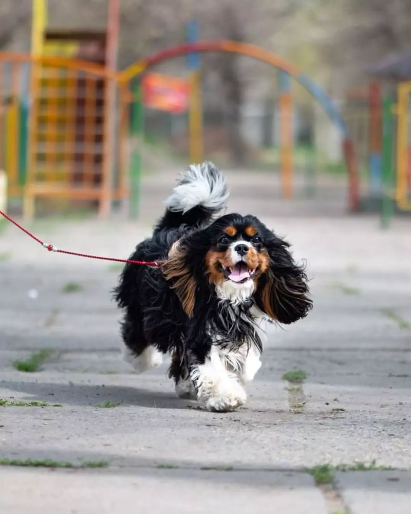 Cavalier King Charles Spaniel