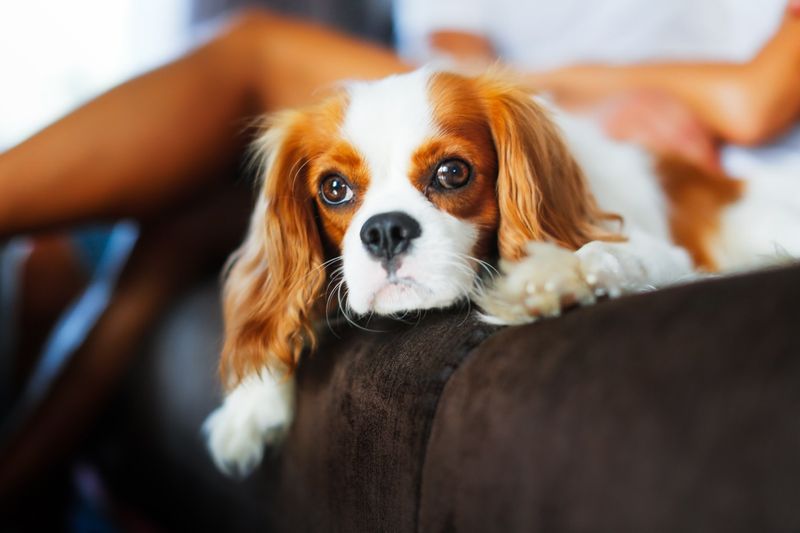 Cavalier King Charles Spaniel