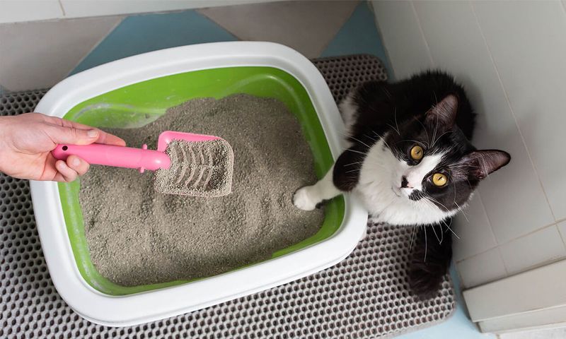 Change in Litter Box Habits