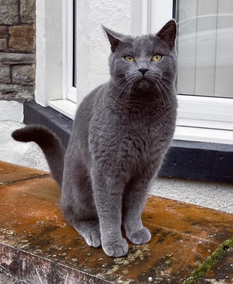 Chartreux