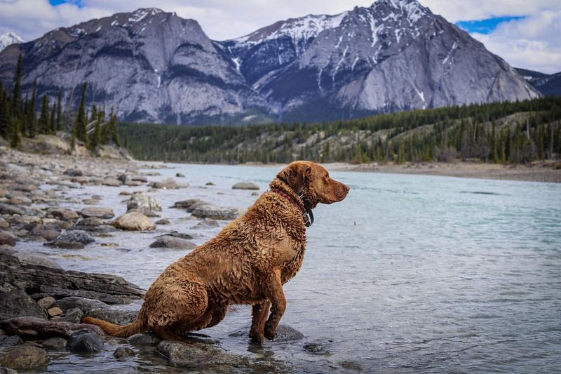 Chesapeake Bay Retriever