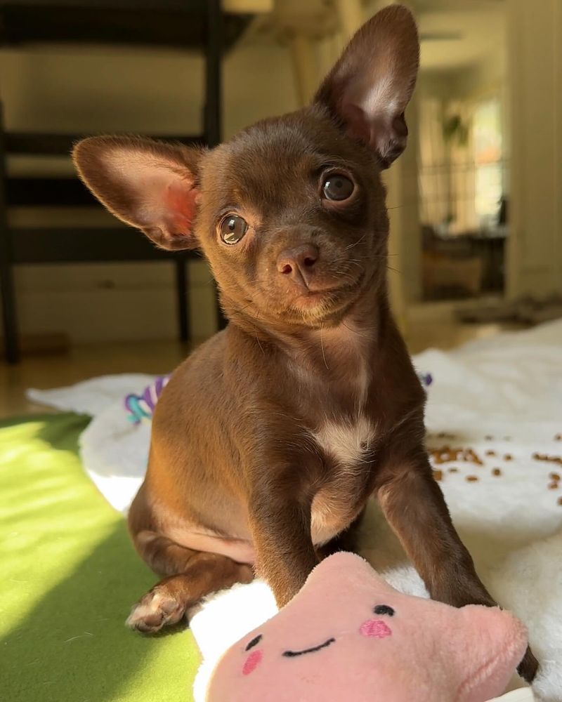 Chihuahua