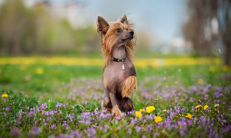 Chinese Crested