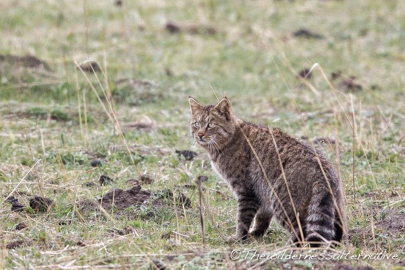 Chinese Mountain Cat