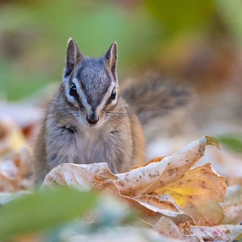 Chipmunk