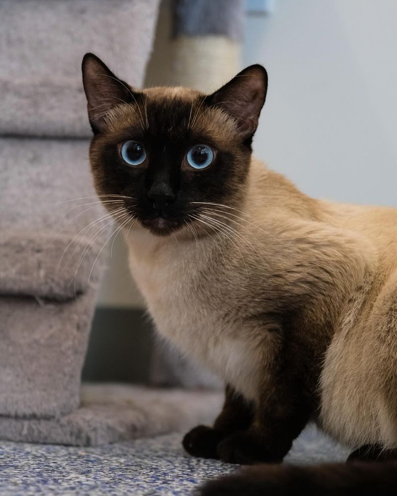 Chocolate Point Siamese