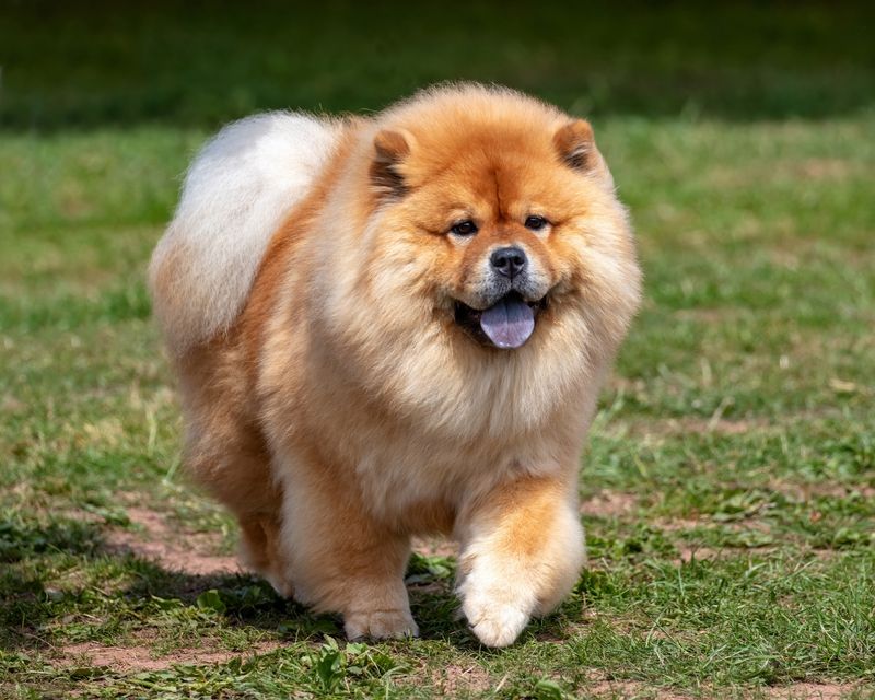 Chow Chow