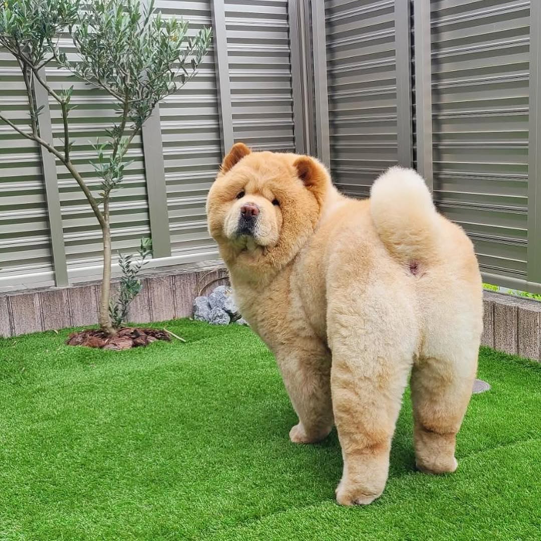 Discover 15 Dog Breeds with Cloud-Like Coats That Scream Cuddle Time