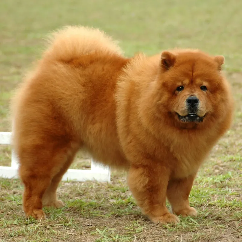 Chow Chow