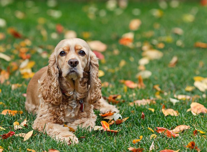 Cocker Spaniel