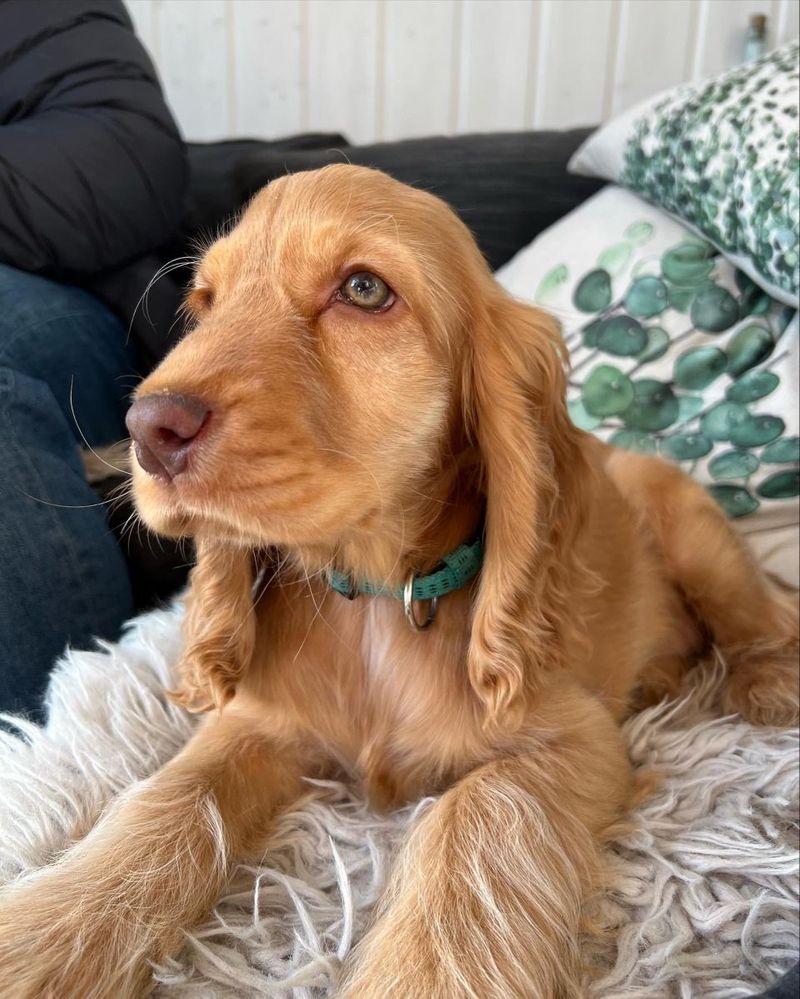 Cocker Spaniel