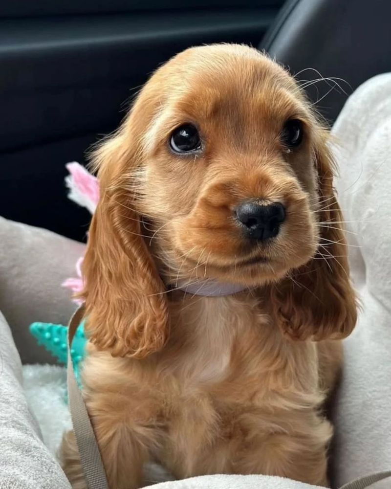 Cocker Spaniel