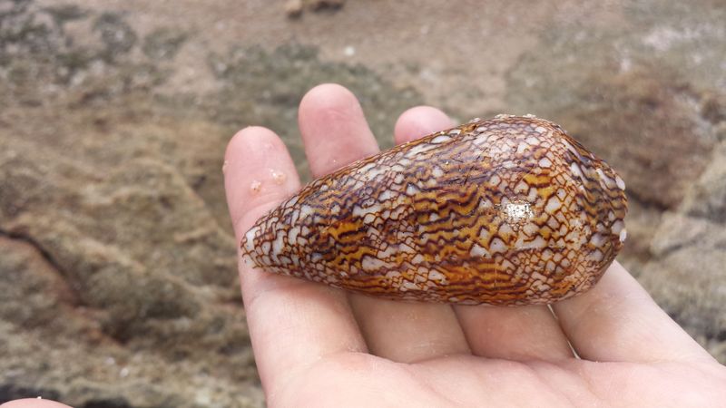 Cone Snail