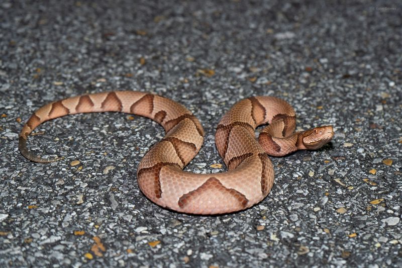 Copperhead Snake