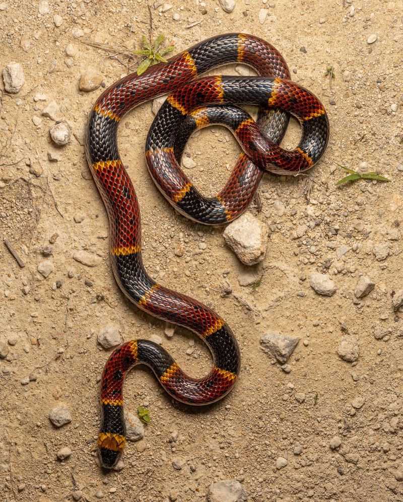 Coral Snake