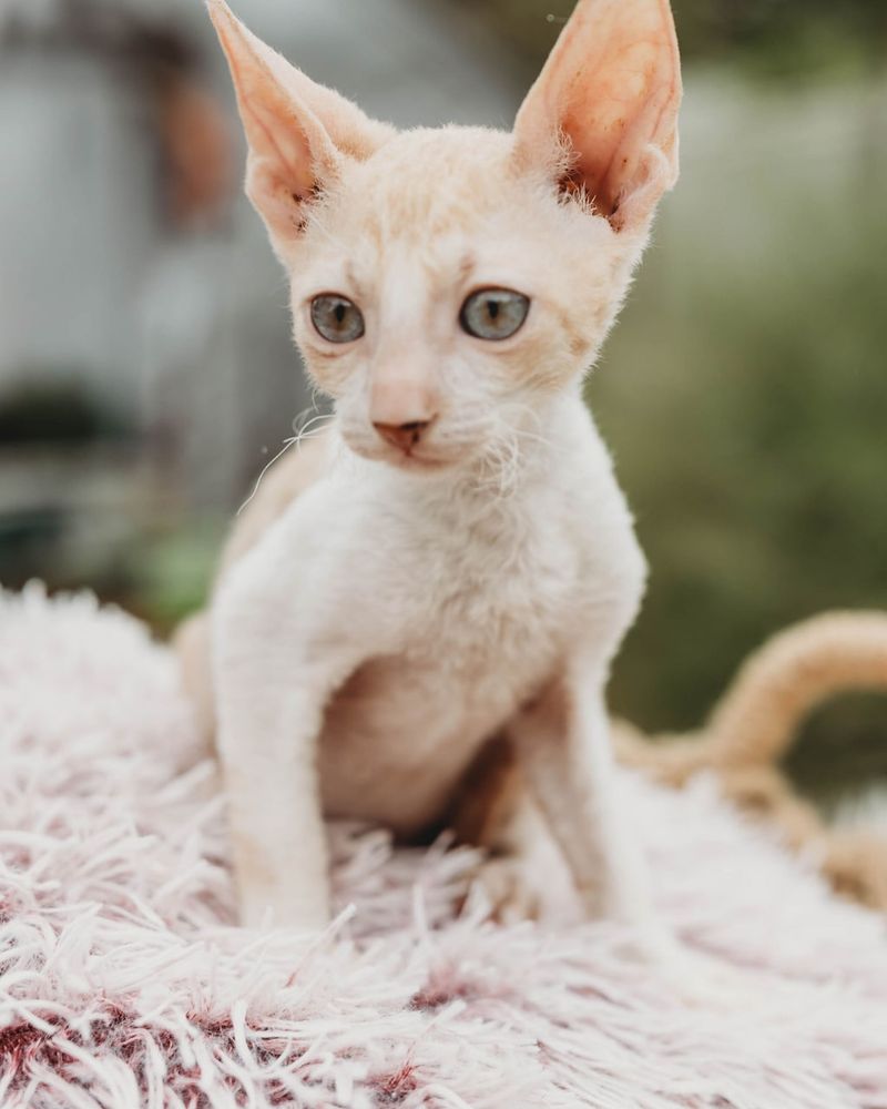 Cornish Rex