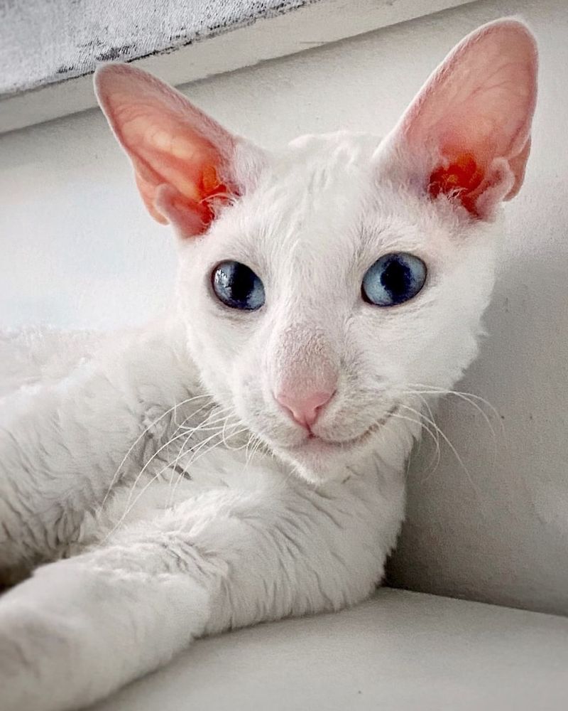 Cornish Rex